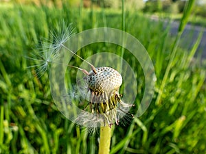 Macro shot of two lonely seeds left on dandelion Lion`s tooth flower head in the meadow with green grass background