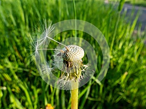 Macro shot of two lonely seeds left on dandelion Lion`s tooth flower head in the meadow with green grass background