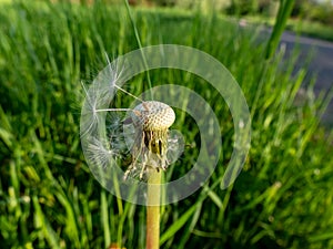 Macro shot of two lonely seeds left on dandelion Lion`s tooth flower head in the meadow with green grass background