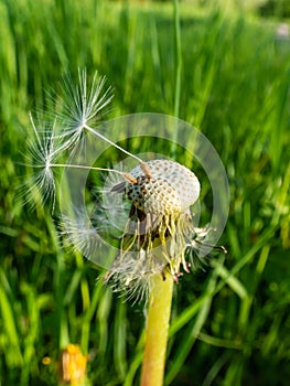 Macro shot of two lonely seeds left on dandelion Lion`s tooth flower head in the meadow with green grass background