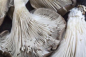 Macro shot of uncooked mushrooms