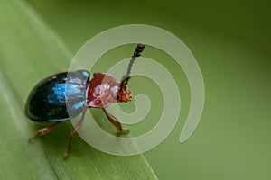 Macro shot of an ungus beetle on a green leaf