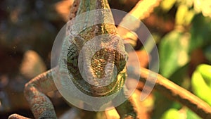 Macro Shot of a Veiled Chameleon's Eyes 4K UltraHD, UHD