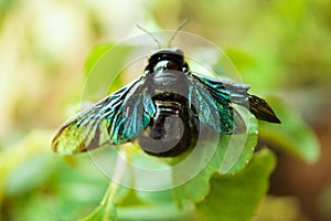 Macro Shot of Violet Carpenter Bee on Green Leaf i