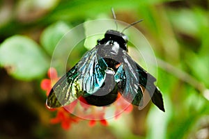 Macro Shot of Violet Carpenter Bee on Green Leaf i