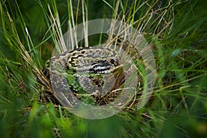 Macro shot of viper hidden in grass. Vipera ursinii rakosiensis small viper living in meadows. An animal in a natural environment