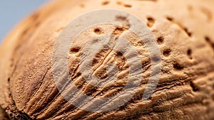 Macro Shot of Walnut Shell Texture