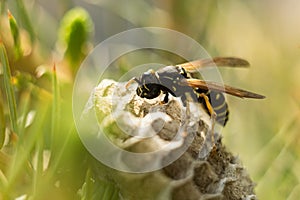 Macro shot of a wasp on a honeycomb. selective soft focus