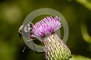 Macro shot of a wasp (Vespidae) drinking nectar from an anise magnolia (Magnolia salicifolia)