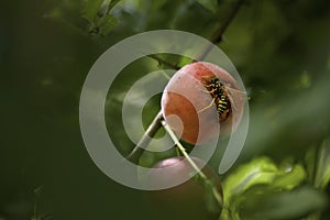 Macro shot of a wasp Vespinae sitting on a plum