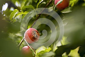 Macro shot of a wasp Vespinae sitting on a plum