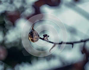 Macro shot of a water drop with the upside down reflection inside of it