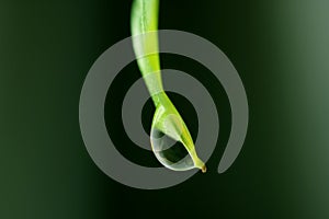 Macro Shot of Water Droplet Dripping from Bright Green Leaf Tip