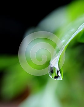 Macro Shot of Water Droplet Dripping from Green Leaf Tip