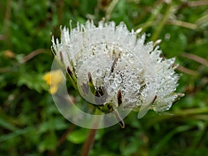 Water droplets in wet seeded dandelion plant head composed of wet, white pappus (parachute-like seeds) in the meadow