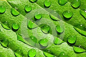 Macro shot of water drops on leaf