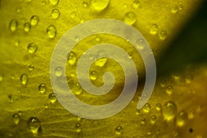 Macro shot of waterdrops on the petal of a yellow flower.