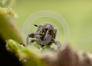 Macro Shot of Weevil on Leaf