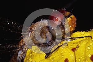 Macro shot wet dragonfly with droplets of rainwater close-up picture