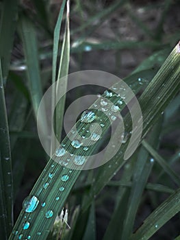 Macro shot of a wet grass texture