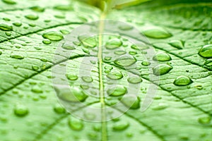 A macro shot of wet leaf