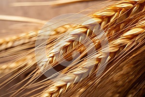 macro shot of wheat ear details, highlighting grains and husks
