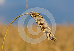 Macro shot of wheat spike on the wheat field under blue sky
