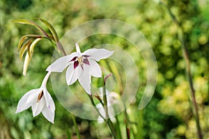 A macro shot of a white abyssinian gladiolus bloom, acidanthera