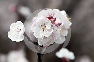 Macro shot of white apricot flowers blooming on a branch..