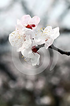 Macro shot of white apricot flowers blooming on a branch..