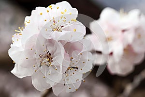 Macro shot of white apricot flowers blooming on a branch..