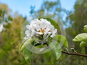 Macro shot of white blossom on a branch of pear tree, flowers with 5 white petals, numerous red anthers and yellow stigmas, in an
