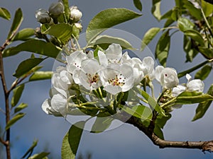 Macro shot of white blossom on a branch of pear tree, flowers with 5 white petals, numerous red anthers and yellow stigmas, in an