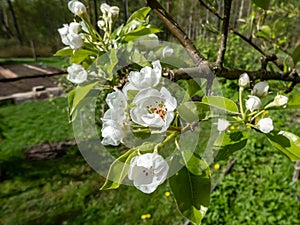 Macro shot of white blossom on a branch of pear tree, flowers with 5 white petals, numerous red anthers and yellow stigmas, in an