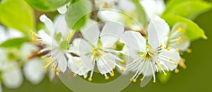 Macro shot of white blossom isolated on green background