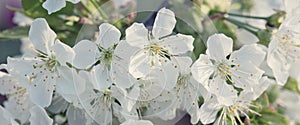 Macro shot on white cherry blossoms in spring garden.