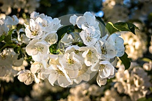 Macro Shot of White Cherry Blossoms in Spring Sunshine
