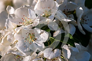 Macro Shot of White Cherry Blossoms in The Sunlight