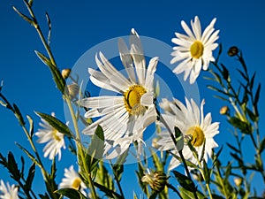 Macro shot of a white daisies of giant or high daisy Leucanthemella serotina with bright blue sky in background in autumn.