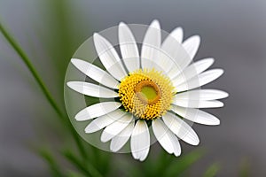 A macro shot of a white daisy flower on a gray background.