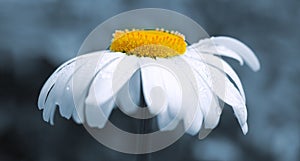 Macro Shot of white daisy flower isolated on gray.