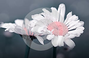 Macro Shot of white daisy flower isolated on gray.