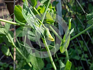 Macro shot of white flower bud of green garden pea plant (Pisum sativum)