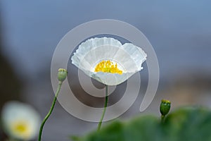 Macro shot of a white flower on a natural background in a soft focus