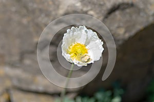 Macro shot of a white flower on a natural background in a soft focus