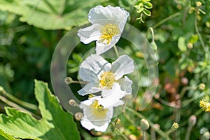 Macro shot of a white flower on a natural background in a soft focus