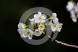 Macro shot of white flowers on a branch of a plum tree against the isolated background