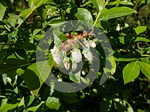 Macro shot of white flowers of cultivated blueberries or highbush blueberries