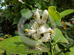 Macro shot of white flowers of flowering lemon-tree Citrus limon Osbeck with dark background