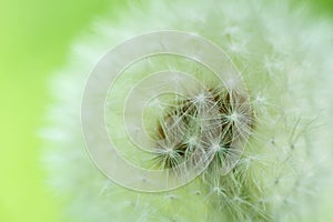 Macro shot of white fluffy dandelion. Beautiful puffy dandelion selective focus